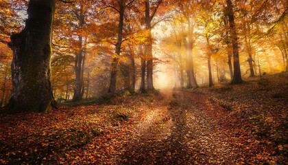 autumn woodland wallpaper history subject matter instance
