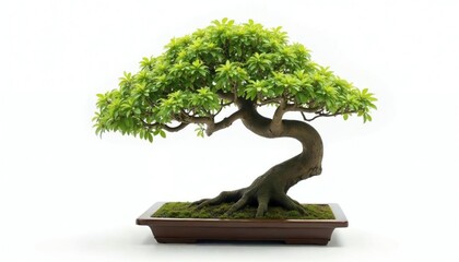 Elegant Green Bonsai Tree in Brown Pot Peaceful Zen Decor