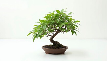 Obraz premium Elegant Bonsai Tree in Brown Pot Minimalist Zen Decor