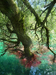Fototapeta premium Luftwurzeln an einem Weidenast in einen Fluss reichend - Aerial roots on a willow branch reaching out into a river