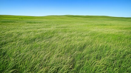 Fototapeta premium Rolling Green Hills Under a Clear Blue Sky