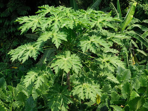 A papaya tree in the jungle