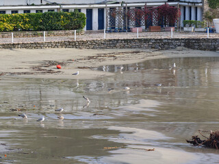 sea gull on a beach in lerici