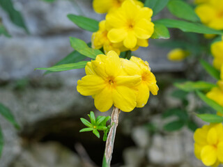 Obraz premium Jasminum mesnyi hance. Popular Names: jasmine-primulinum, jasmine-yellow. 