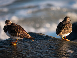 A pair of Turnstones