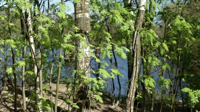 spring landscape, lake shore, green leaves, sunny