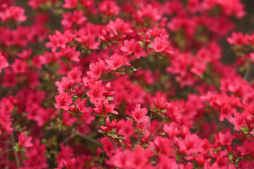 Pink azalea flowers in the garden. Background