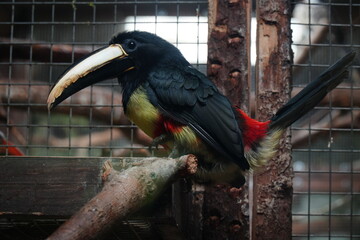 Pteroglossus aracari or The black-necked aracari in the zoo enclosure