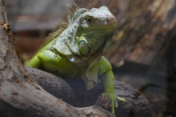 A large iguana is resting in a reptile terrarium