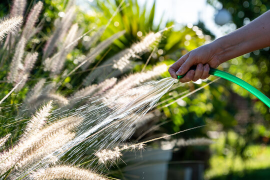 Persona regando relajadamente las plantas de su jard&iacute;n en un d&iacute;a soleado. Mano sosteniendo  una manguera con agua