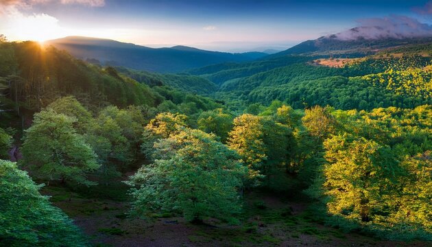 dense foliage of irati forest navarre at dusk landscape trees nature
