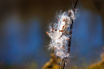 Milkweed on blue