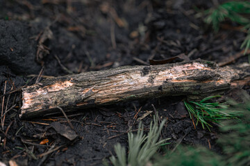  Leśna ściółka z fragmentem spróchniałego drewna