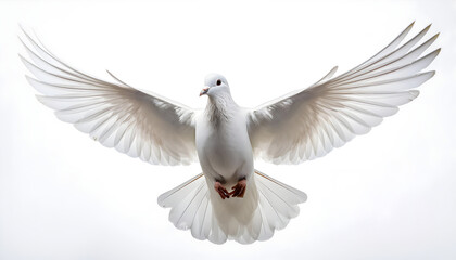 Obraz premium White flying dove isolated on white background. Peace, freedom and love concept