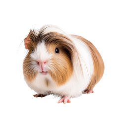 Peruvian Guinea Pig isolated