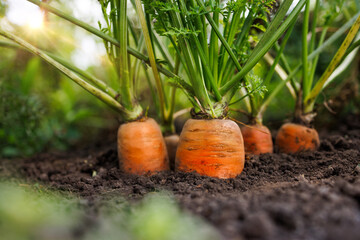 Fresh carrots growing in soil, harvest of ripe carrots