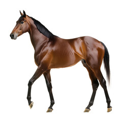 Obraz premium Standardbred horse, isolated