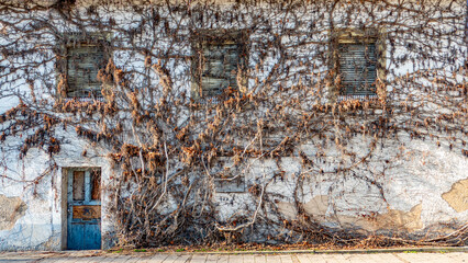 Wilder Wein an der Fassade eines alten leerstehenden Hauses