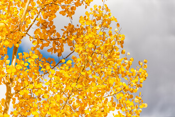 Fall season autumn yellow golden foliage against blue sky clouds in Beaver Creek, USA, Colorado ski resort town