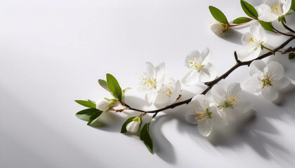 A pure white background with a single blooming branch casting gentle shadows, evoking a calm, serene Easter mood and a sense of natural elegance
