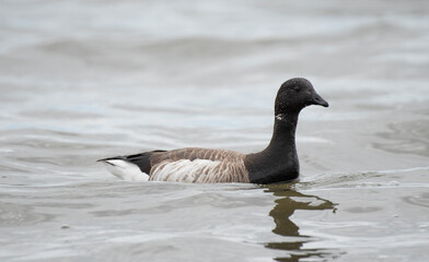 Brant