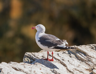 photographing falklands birds and landscape