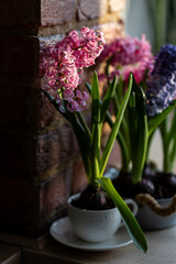 Easter spring home decor composition. Basket with blooming beautiful springtime bulbous pink and purple hyacinth flowers. Cozy countryside kitchen interior with brick wall, morning light