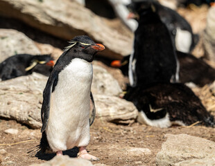 photographing falklands birds and landscape