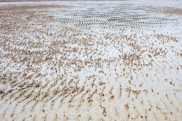 Many small crabs running on the sand on the sea coast in Krabi province in Thailand