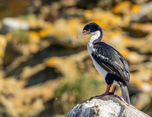 photographing falklands birds and landscape