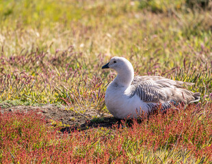 photographing falklands birds and landscape