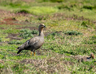 photographing falklands birds and landscape