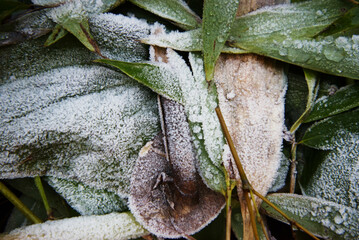 Frost on leaves
