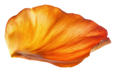 Vibrant orange petal showcasing delicate texture isolated on transparent background