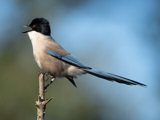 Azure-winged magpie 