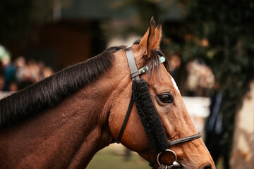 Fototapeta premium Detail Horseracing 
