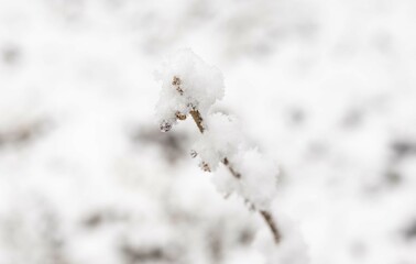 Snow-covered twig with a soft, blurred winter background