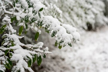 Snow-covered green leaves with a soft, blurred winter background