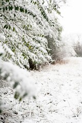 Snow-covered green branches over a serene winter landscape