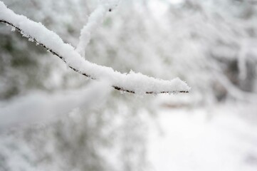 Snow-covered branch with a blurred winter forest background