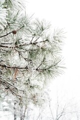 Snow-covered pine branches with a soft, blurred winter background