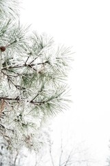 Snow-covered pine branches with a soft, blurred winter background