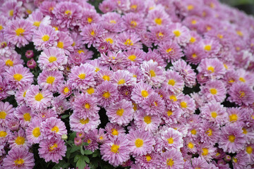 Obraz premium Bright pink chrysanthemums in full bloom. Beauty of nature, floral abundance and bright autumn flowers in the garden. High quality photo
