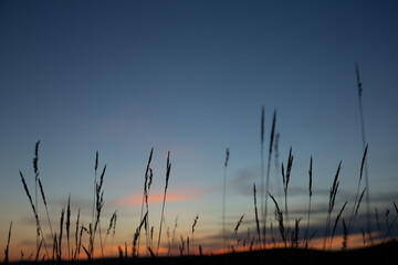 grass at sunset