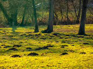 Wühlmäusehaufen auf einer Wiese im Winter
