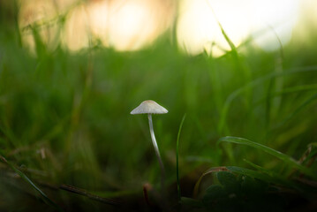 Single mushroom