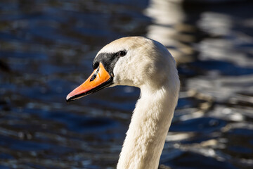White Swan on the lake in Edinburgh Scotland, near Arthur's Seat. Close up, head.