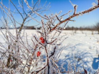 Instant shot, frozen crystals of frost on frozen red rosehip berries, Frozen plants in the middle of a field on a sunny winter day.