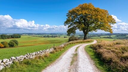 Naklejka premium Autumnal countryside road, tree, rolling hills