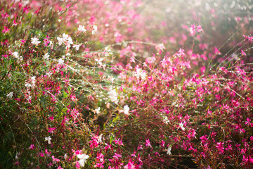 Obraz premium Gaura pink flowers blooming, garden design, spring gaur lindheimeri or whirling butterflies in Mediterranean garden, sun, dreamy inflorescence in a romantic country cottage garden, closeup. 